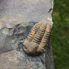 Ellipsocephalus hoffi